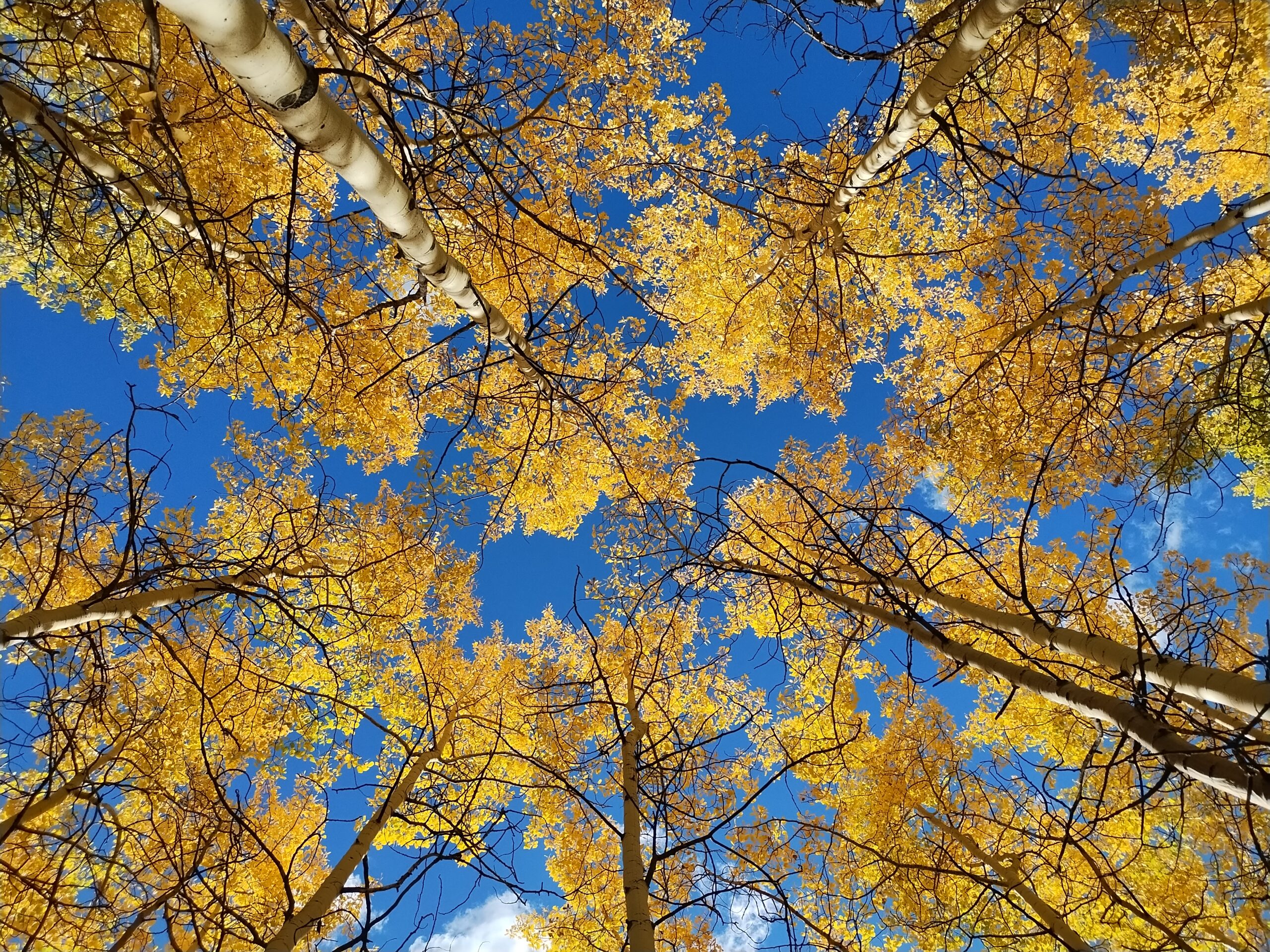 Fall Aspen
