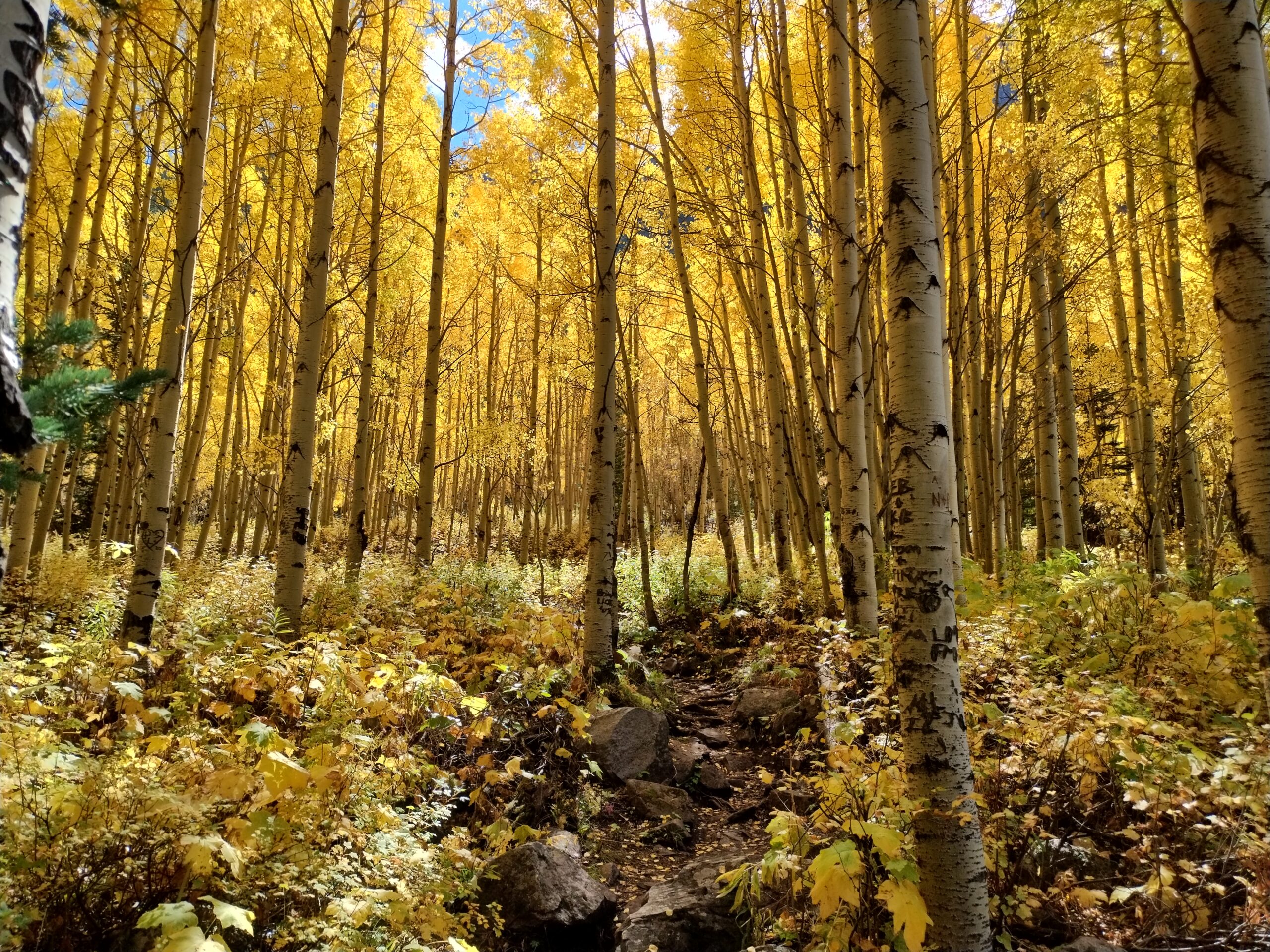 Fall Forest 2