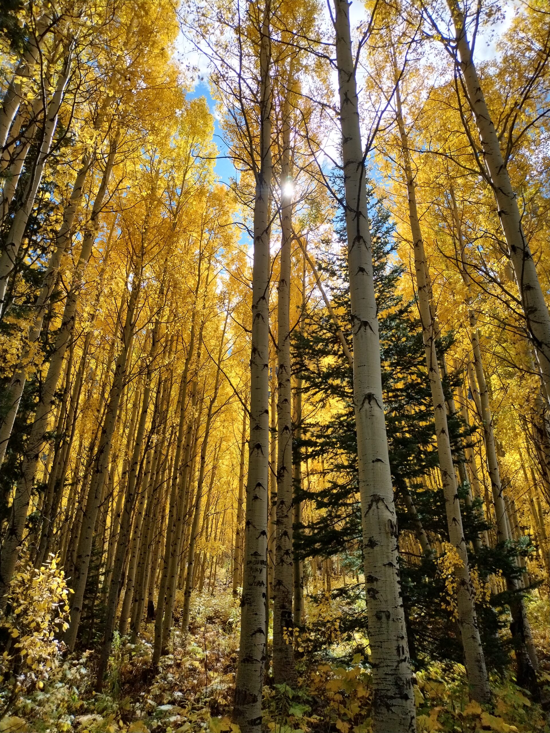 Fall Forest