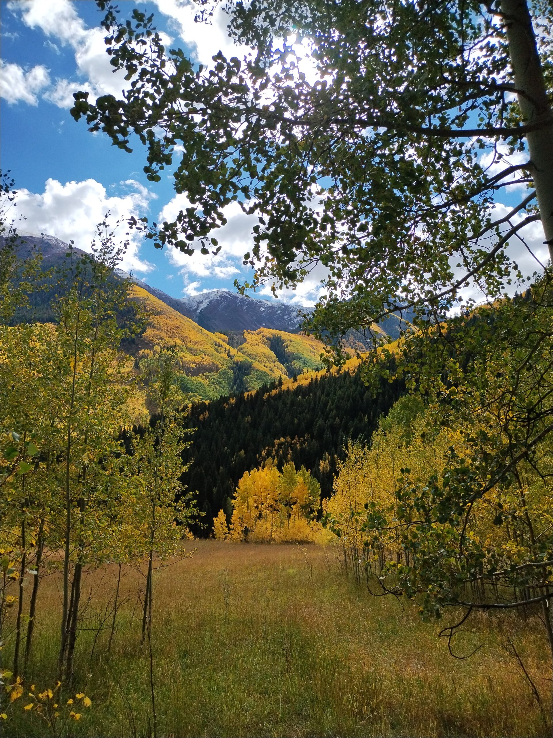 Fall Leaves