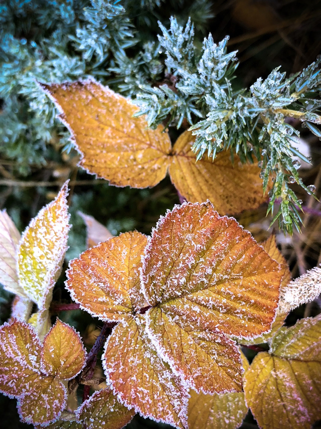The frost of fall crystalizes aspen leaves and pine boughs