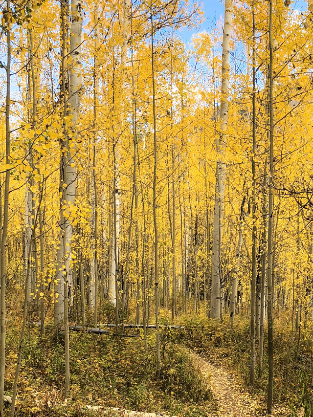 Cathedral Lake trail begins through golden aspen forests