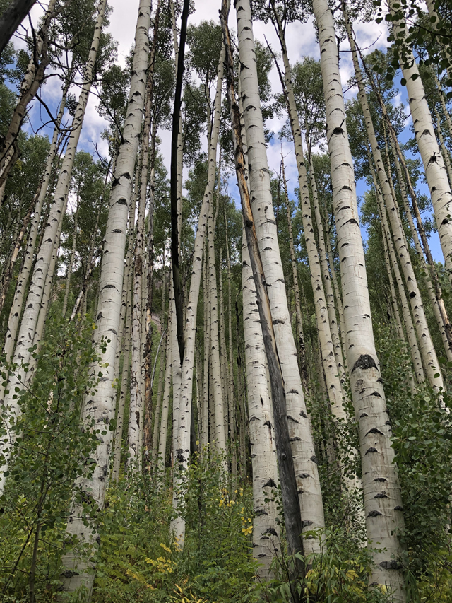 Beautiful aspen forest reach to the skis