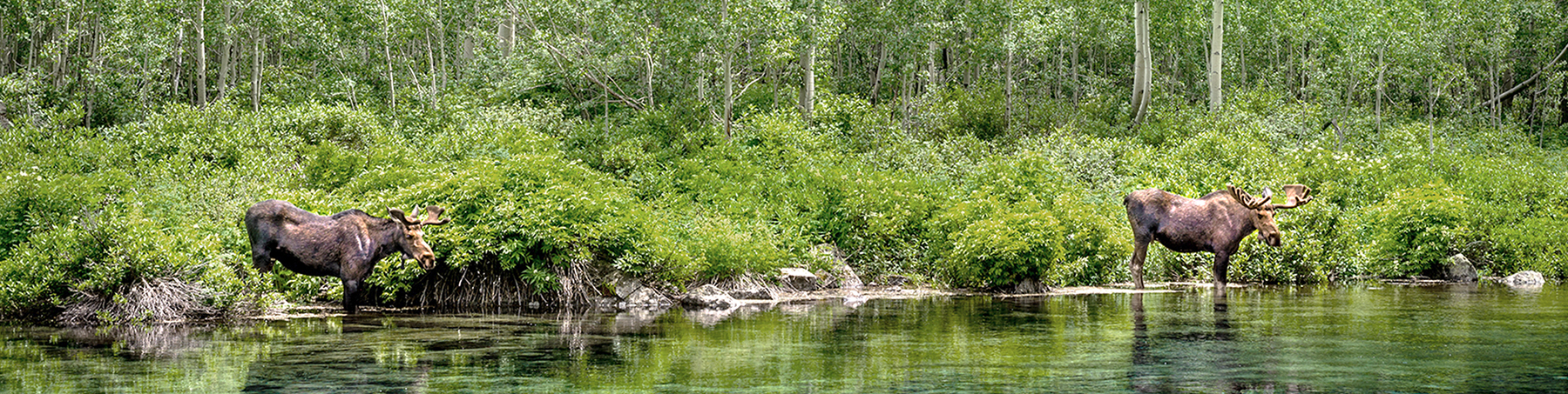 In the North Star Preserve you may see moose along the Roaring Fork River