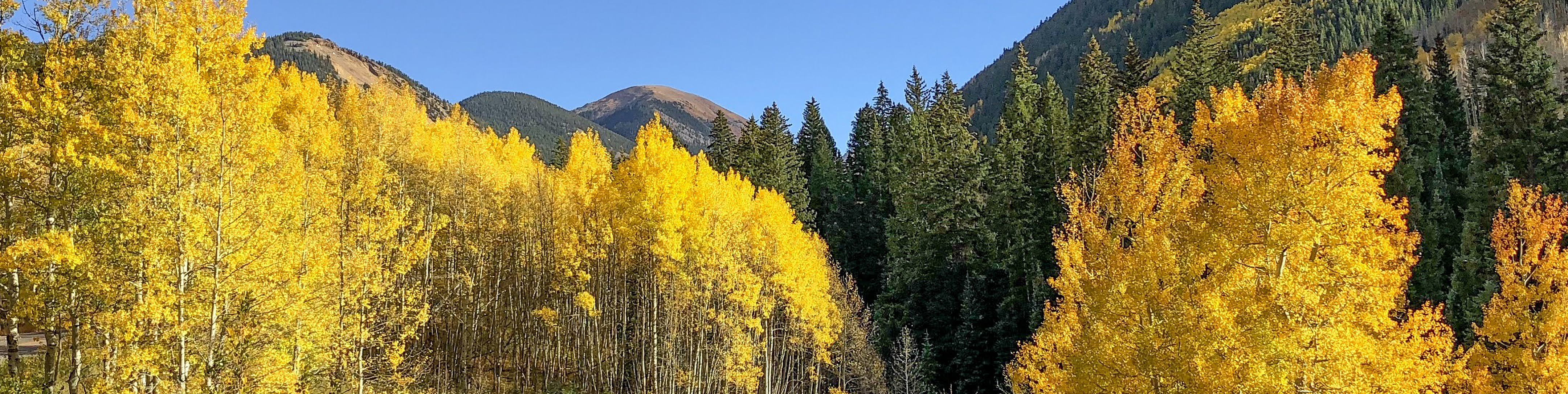 Golden Aspen trees against the rich green pines make Aspen an ideal fall destination