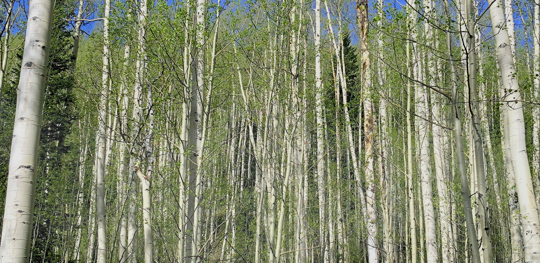 Delicate colors and spirits of the spring aspen forrest