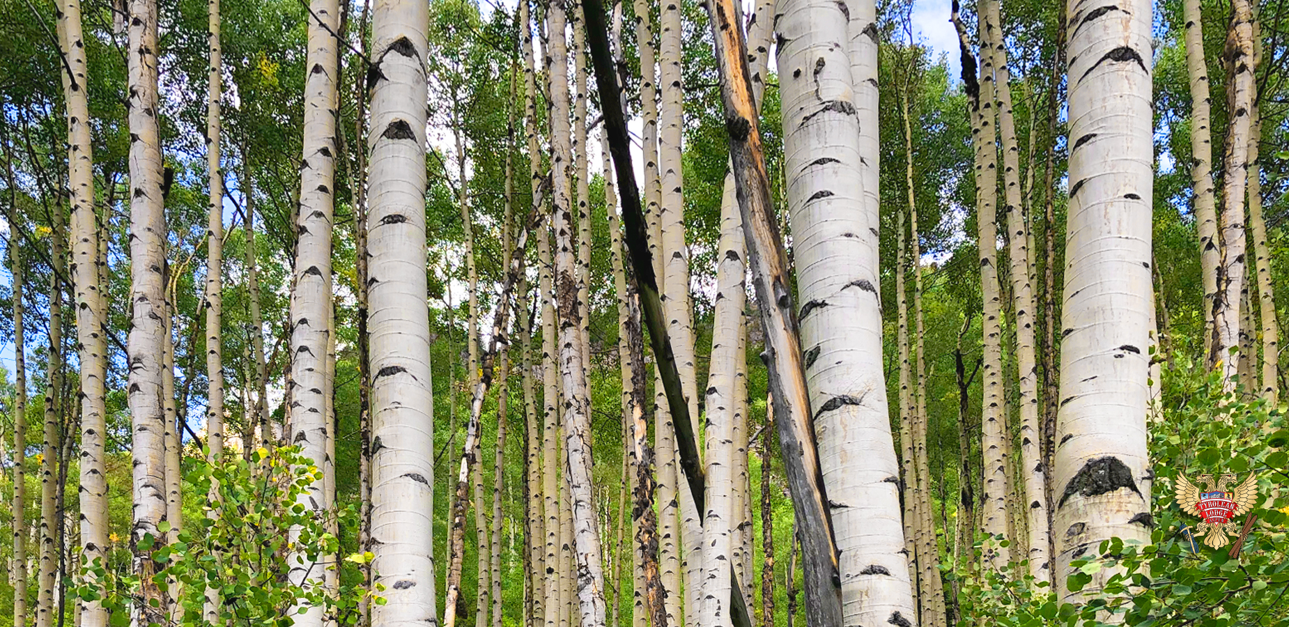 White trunks of the Aspen forest are a treat for the eyes