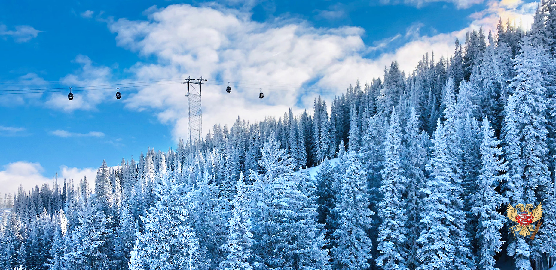 Snow covered pines on the slopes of Ajax Mountain under the Silver Queen gondola